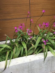 Spathoglottis