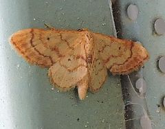 Idaea eremiata