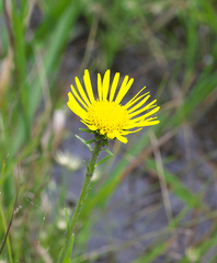 Inula ciliaris