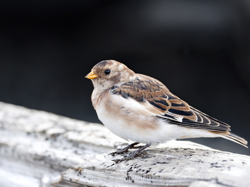 Snow Bunting