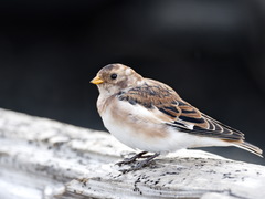 Plectrophenax nivalis insulae