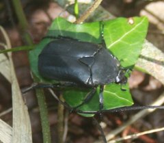 Protaetia opaca