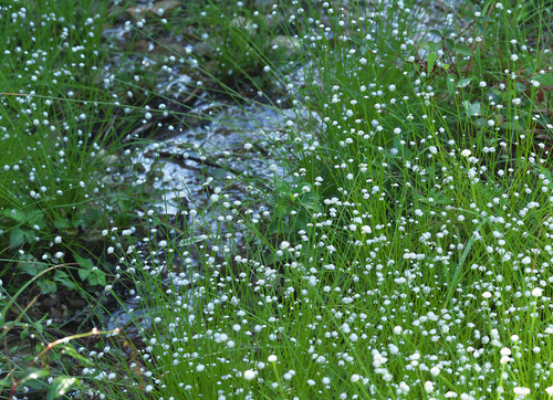 Eriocaulon nudicuspe iNat (1)