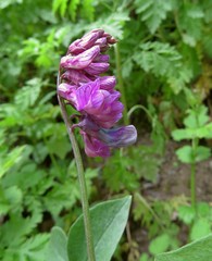 Lathyrus venetus