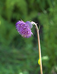 Cirsium sieboldii