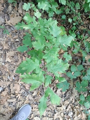 Torminalis glaberrima