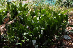 Aspidistra elatior