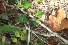 Protaetia opaca