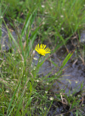 Inula ciliaris