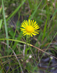 Inula ciliaris