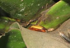 Anisorrhina serripes