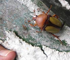 Anisorrhina serripes