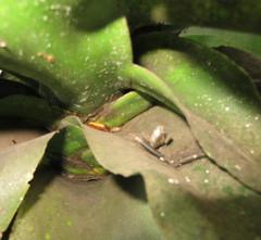 Anisorrhina serripes