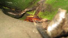 Anisorrhina serripes