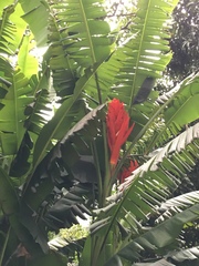 Musa coccinea
