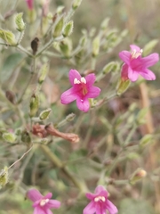 Ruellia floribunda