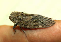Platypleura techowi