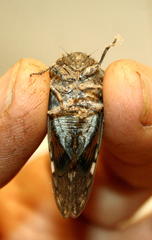 Platypleura techowi