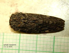 Platypleura techowi
