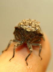 Platypleura techowi