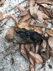 Neotibicen lyricen