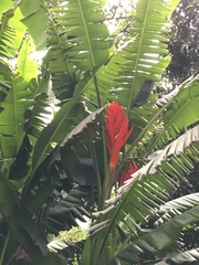 Musa coccinea