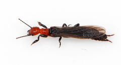 Embiidae