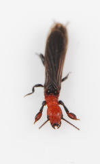Embiidae