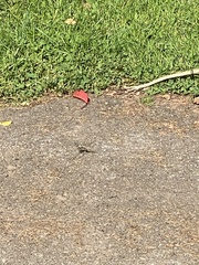 Orthetrum cancellatum