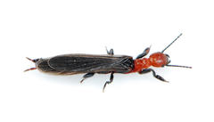 Embiidae