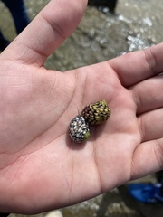 Nerita versicolor