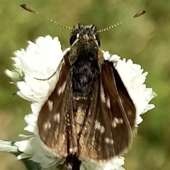 Taractrocera danna