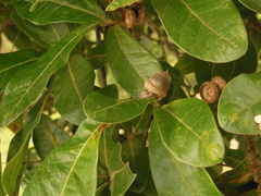Quercus elliptica