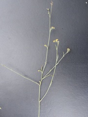 Bupleurum brachiatum