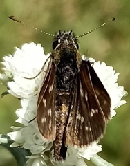 Taractrocera danna