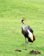 Balearica regulorum regulorum