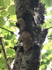 Dichomitus campestris