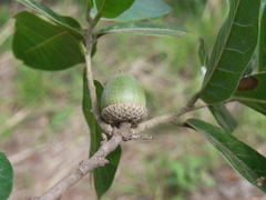 Quercus elliptica