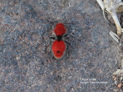 Dasymutilla erythrina