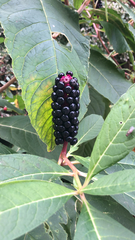 Phytolacca polyandra