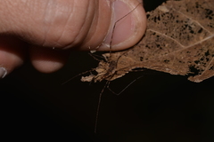 Neopantopsalis thaumatopoios