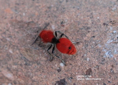Dasymutilla erythrina