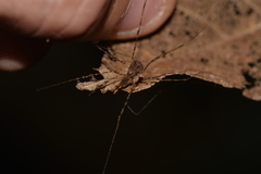 Neopantopsalis thaumatopoios