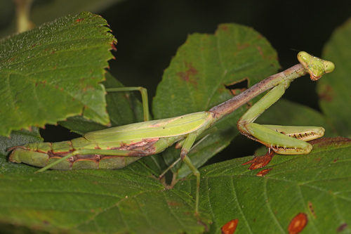Carolina Mantis photo 4