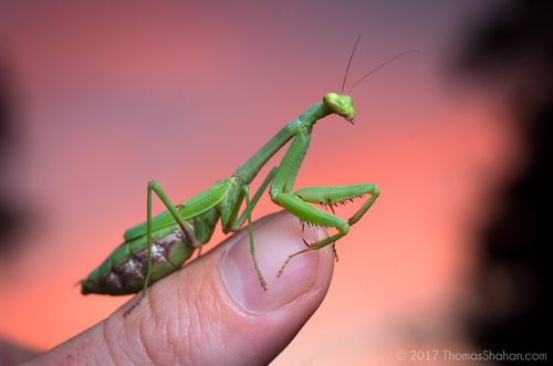 Carolina Mantis photo 3