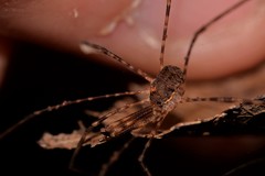 Neopantopsalis thaumatopoios