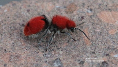 Dasymutilla erythrina