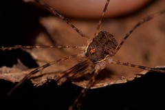 Neopantopsalis thaumatopoios