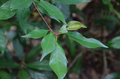 Elaeocarpus chinensis