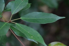 Elaeocarpus chinensis